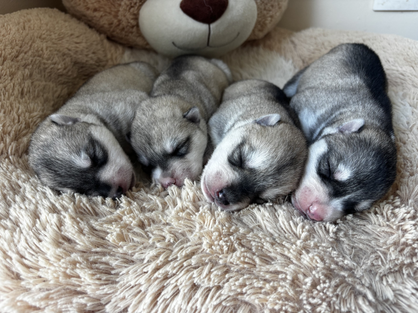 Chiot Siberian Husky Des Plaines De Namidji