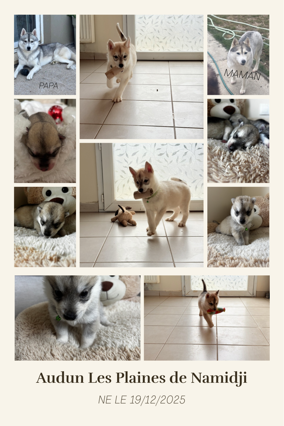 Des Plaines De Namidji - Chiots disponibles - Siberian Husky