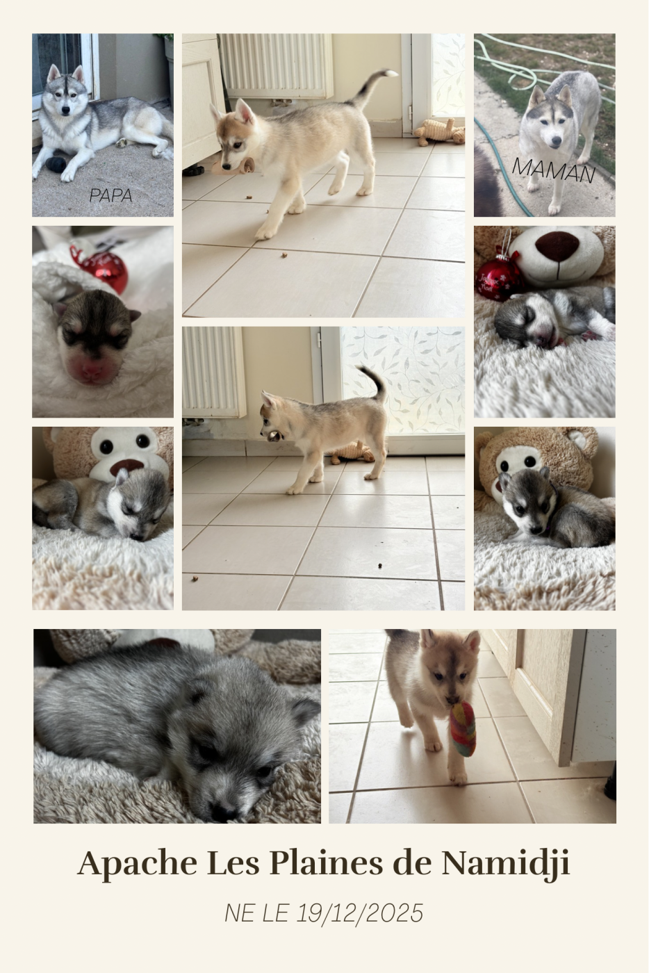 Des Plaines De Namidji - Chiots disponibles - Siberian Husky