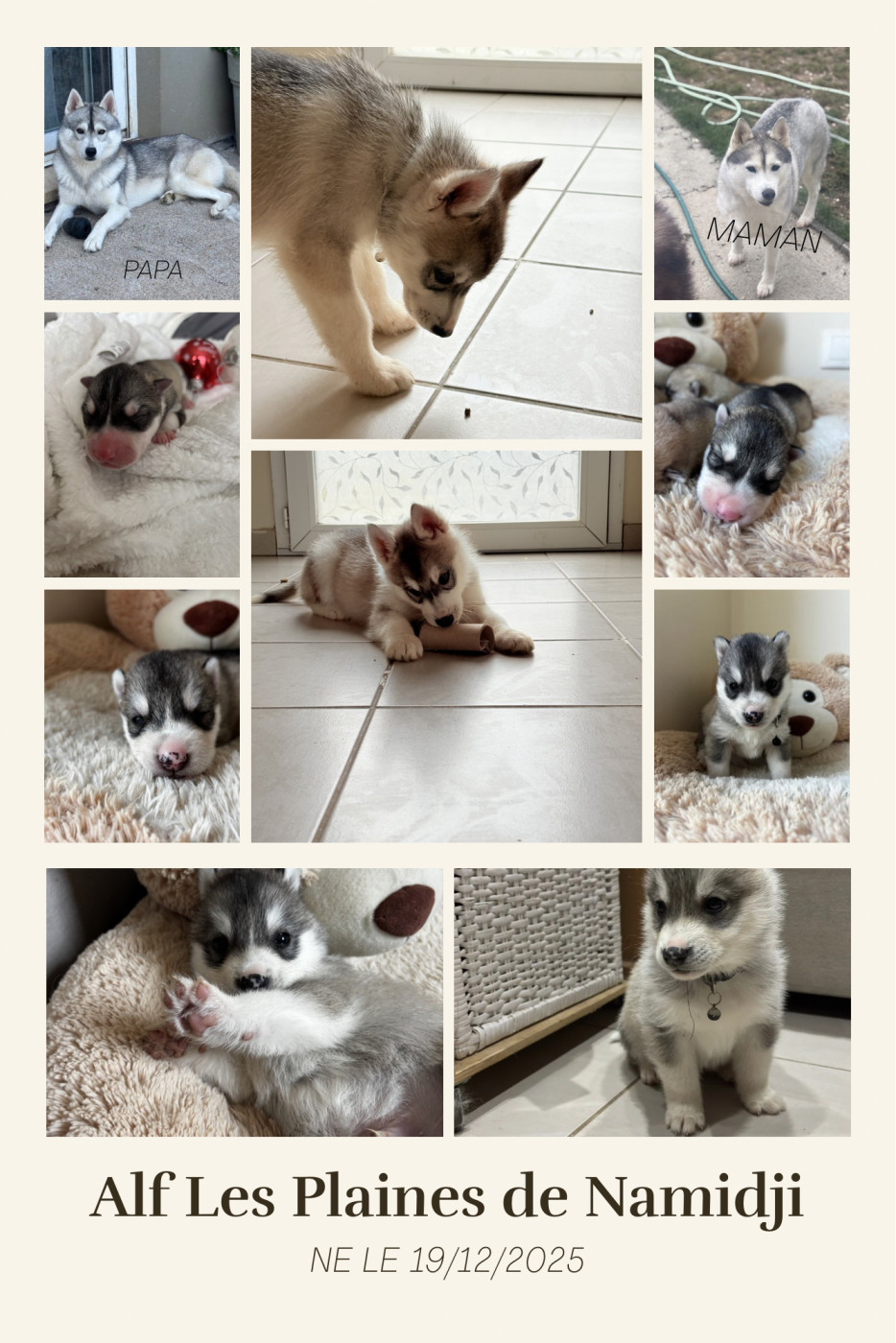 Des Plaines De Namidji - Chiots disponibles - Siberian Husky