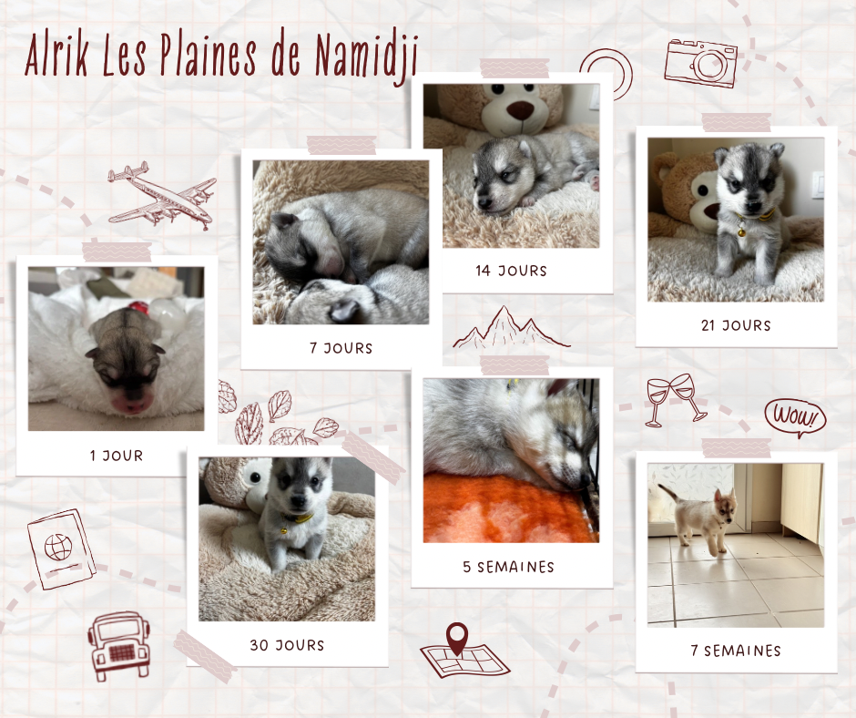 Des Plaines De Namidji - Chiots disponibles - Siberian Husky