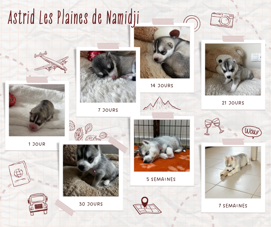 Des Plaines De Namidji - Chiots disponibles - Siberian Husky
