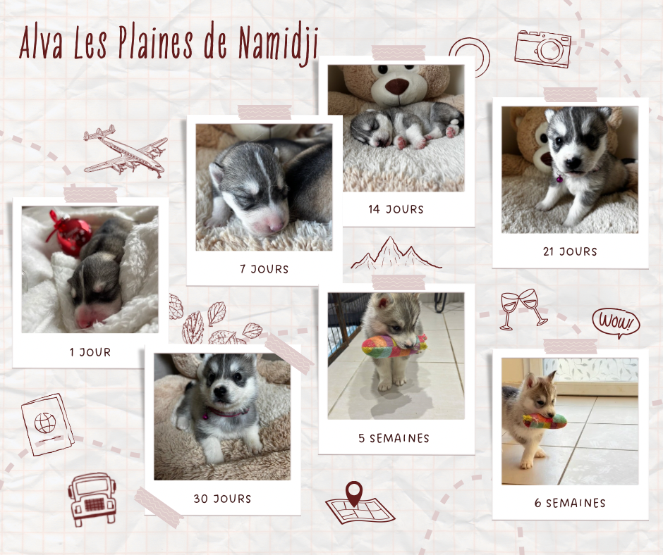 Des Plaines De Namidji - Chiots disponibles - Siberian Husky